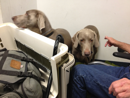 check-in at the airport.jpg